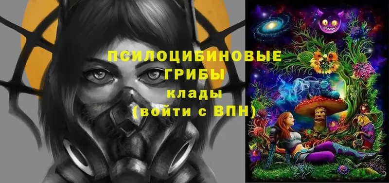 Галлюциногенные грибы Psilocybe Балей